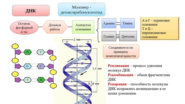 Нуклеиновые кислоты. АТФ. Биология ОГЭ и ЕГЭ смотреть онлайн