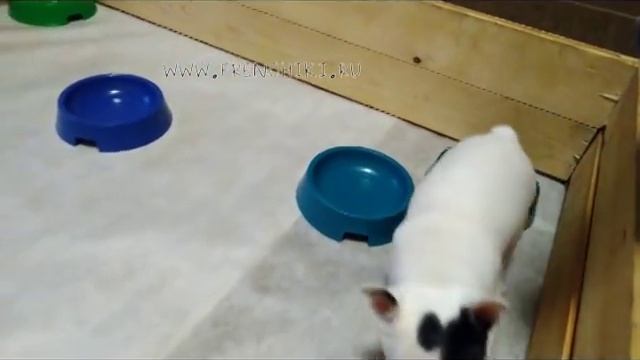 Игры щенков французского бульдога после обеда