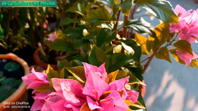 Rijnstar Pink 🩷🩷 #bougainvillea #beautiful #4k_video #@@ss 💐💐 смотреть онлайн