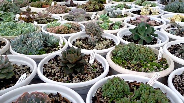 SIGNS OF OVERWATERED SUCCULENTS • SUCCULENT GARDEN UPDATE || How Much Water Succulents Can Have?