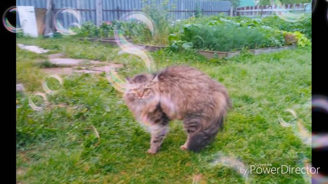 Мои коты !:З смотреть онлайн
