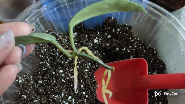 Грунт для хой, посадка черенків хойї та церопегії. смотреть онлайн