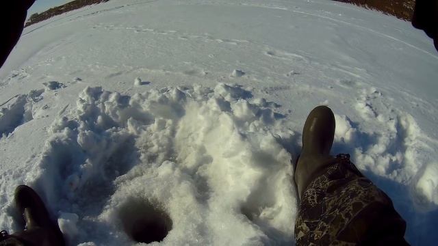 Обская сорога дает жару! Ход плотвы продолжается. смотреть онлайн