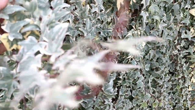 Плющі на продаж.Сорти плющів.Зелені загорожі із плющів.Плющ- грунтопокривна рослина.27грудня 2023 р