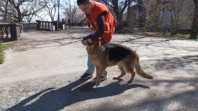 Как научить собаку команде назад (бэк). Обратная змейка. Марафон трюков. смотреть онлайн