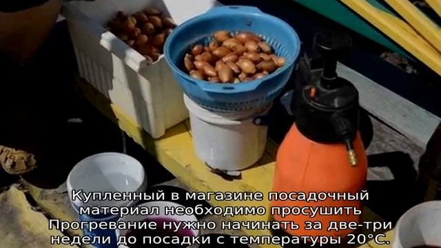 Как подготовить лук севок к посадке весной