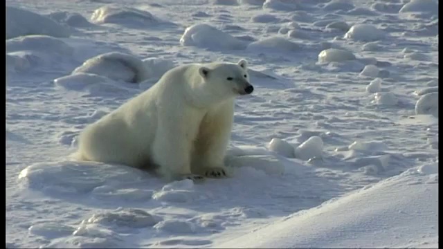 Медведь против лайки смотреть онлайн