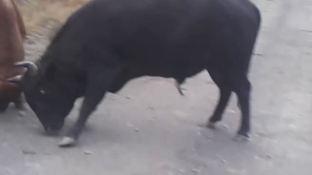 бой быков смотреть онлайн