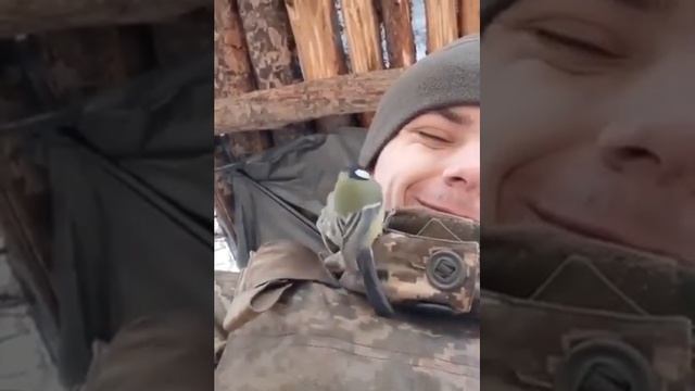 Сине-желтая птица - вестник победы над ордой с востока!!! смотреть онлайн