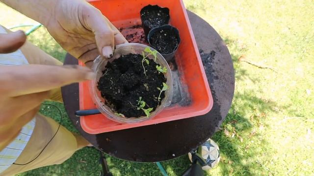 COMO PLANTAR OREGANO - COMO SEMBRAR OREGANO + CUIDADOS PODA Y COSECHA смотреть онлайн