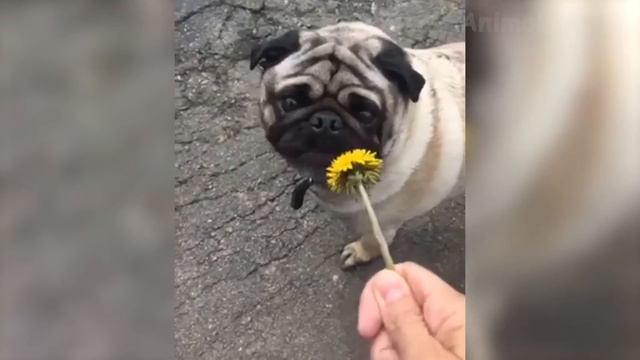 ? Funniest ? Dogs and ? Cats - Awesome Funny Pet Animals' Life Videos ? смотреть онлайн