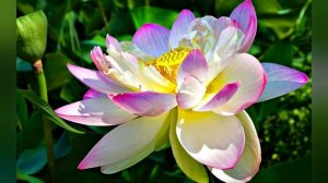 Топ 5 растений занесённых в Красную книгу