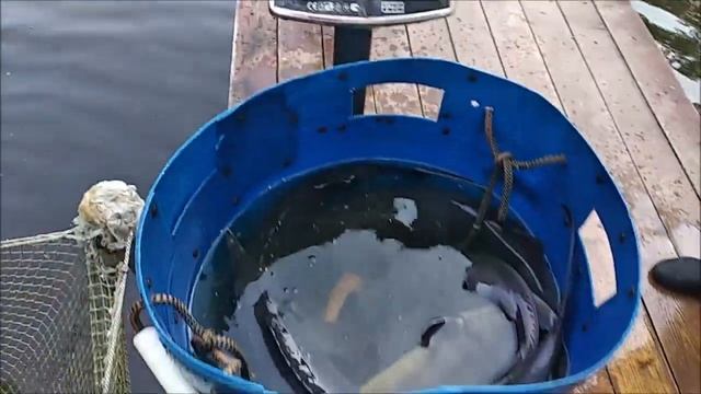 Зарыбление нижнего пруда осетром, 100 кг. Клёвое место Лосиный остров. смотреть онлайн