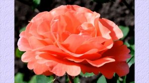 ПЛЕТИСТАЯ РОЗА АЛИБАБА - СКАЗОЧНЫЙ ВАРИАНТ ДЛЯ ВАШЕГО САДА