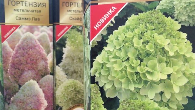 Великолепные сорта ГОРТЕНЗИЙ с подробными характеристиками. Большой обзор смотреть онлайн