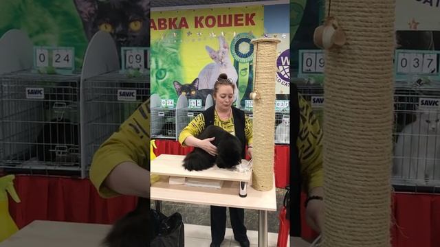 Черный мейн кун Кот Бегемот питомника GardarikaTails на выставке кошек смотреть онлайн