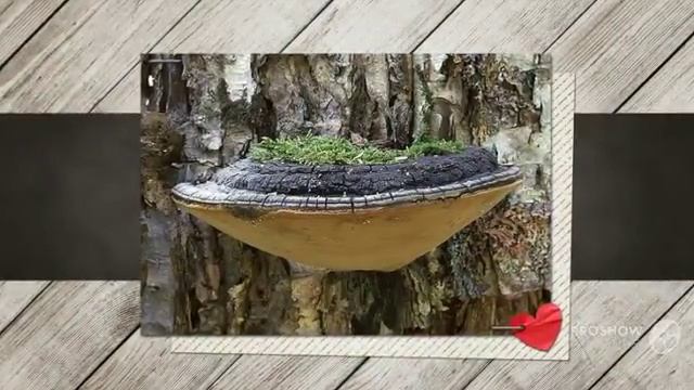 Phellinus nigricans - fungi kingdom смотреть онлайн