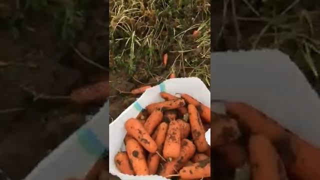 Сбор моркови 2019. Сорт абако. Волгоградская область, пос Степной. смотреть онлайн