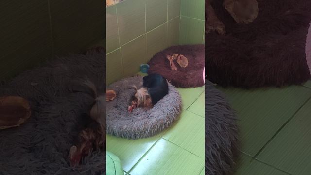 Продажа😃Питомник Йорк & Шпиц.Elite Pets,Крым, Евпатория 🌞Вопросы +79788972514 Доставка возможна 🥰 смотреть онлайн