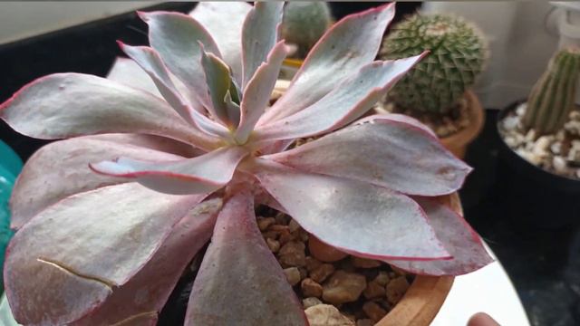 Echeveria Afterglow, cuidados e replante correto#suculeta Afterglow #Suculentade meiasombra смотреть онлайн