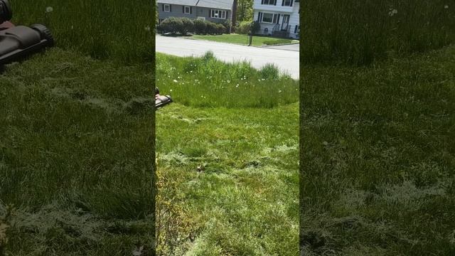 Первая стрижка газона )) cutting lawn )) смотреть онлайн