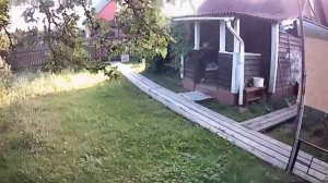 Описание породы Русский охотничий спаниель