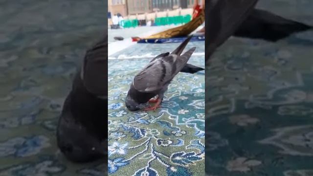 17 ноября 2023 г. смотреть онлайн