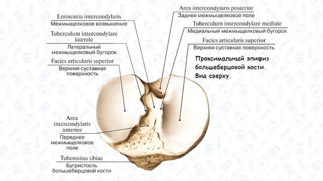 Кости голени: большеберцовая и малоберцовая, строение, анатомия смотреть онлайн