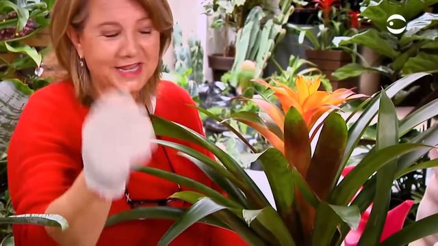 Plantas y Jardines Bromelias смотреть онлайн