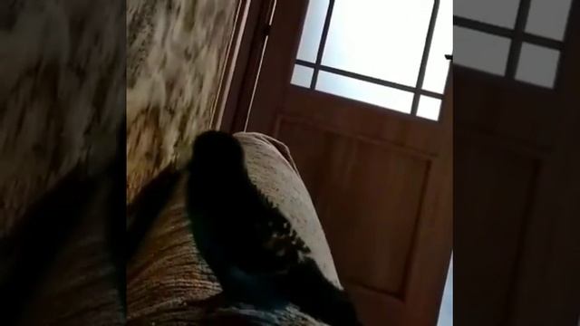 Попугай читает молитву смотреть онлайн