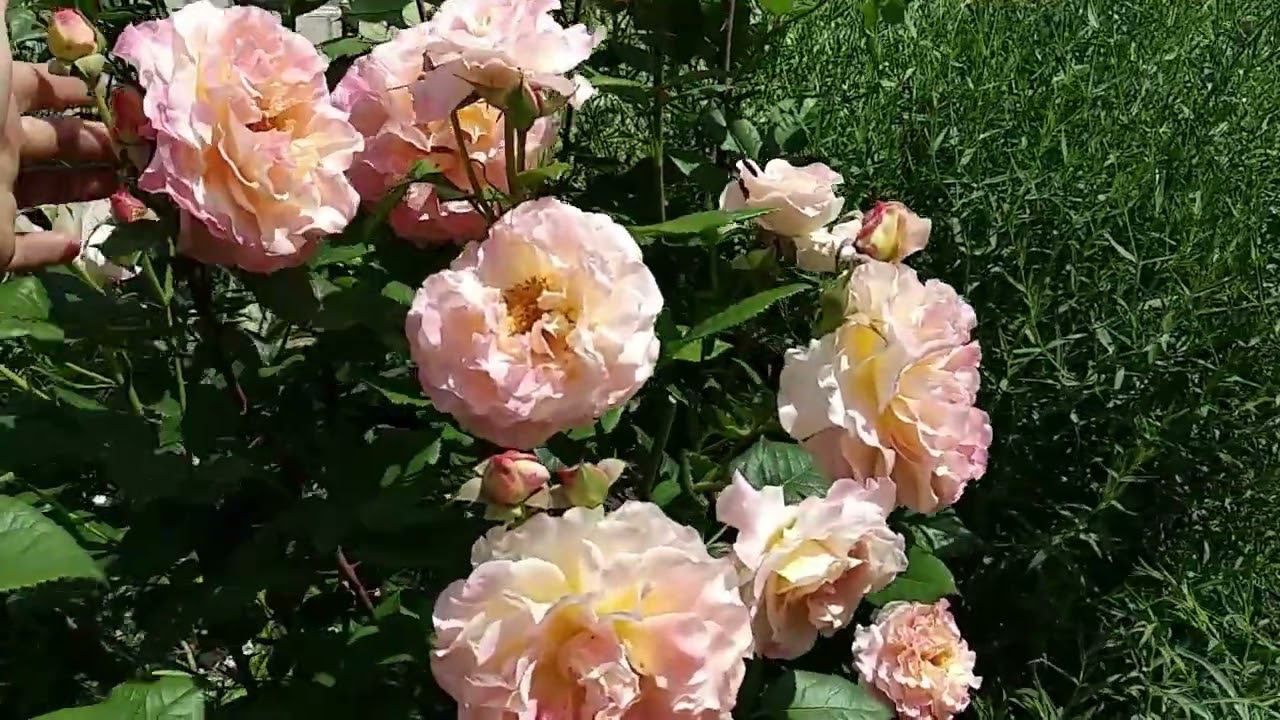 Розы. Про бутоны. Удалять когда , зачем и у каких роз. Обработка микроэлементами . смотреть онлайн