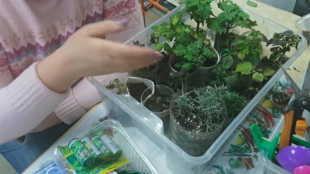 Мой ПЕЧАЛЬНЫЙ ОПЫТ борьбы с мухами смотреть онлайн