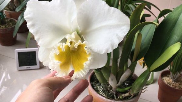 我的卡特兰 湖心岛开花了（Rlc. Burdekin Wonder 'Lake Land'），大家来欣赏吧