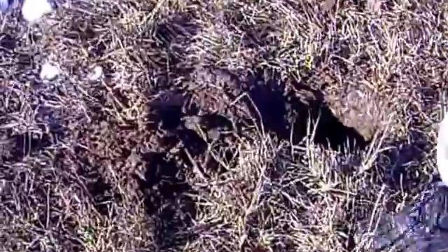 АКА Сигнум МФТ.Поход на распаханный хутор смотреть онлайн