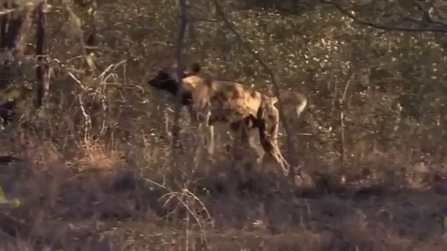 When Animals Attack Tiger vs Giant Anaconda - Python vs Snake, Jaguar vs Anaconda смотреть онлайн