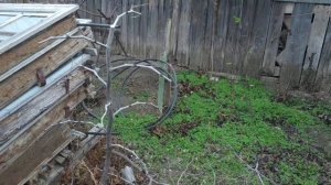 Формировка и обрезка зизифуса унаби