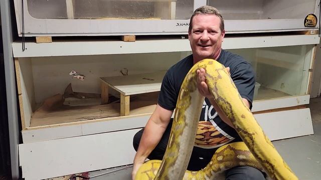 ? Purple Tiger Reticulated Python смотреть онлайн
