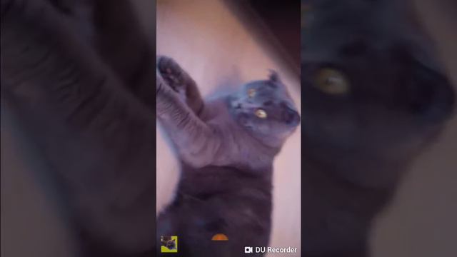 КОТ Баттерс✔