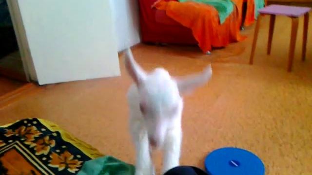 Козленок играет дома смотреть онлайн