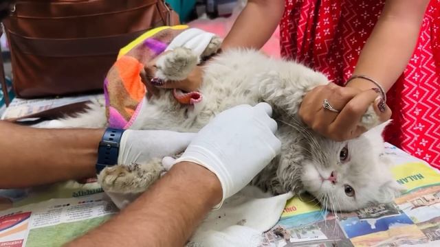 Kitty ko Doctor k pass leke jana pada ? || Jyoti shree Mahato смотреть онлайн