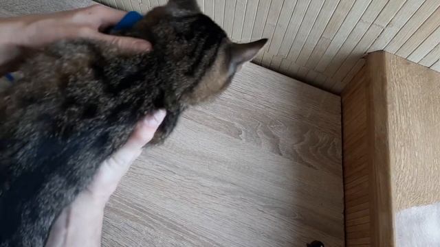 Как надеть поводок на кота или собаку. смотреть онлайн