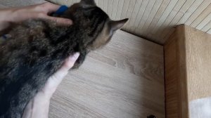 Как надеть поводок на кота или собаку.