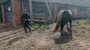 ЖЕРЕБЕЦ настроился и сделал это