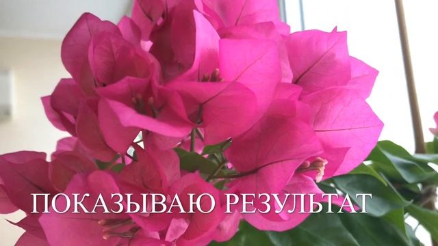 ОБРЕЗАЕМ БУГЕНВИЛЛИЮ ДЛЯ ПЫШНОГО ЦВЕТЕНИЯ смотреть онлайн