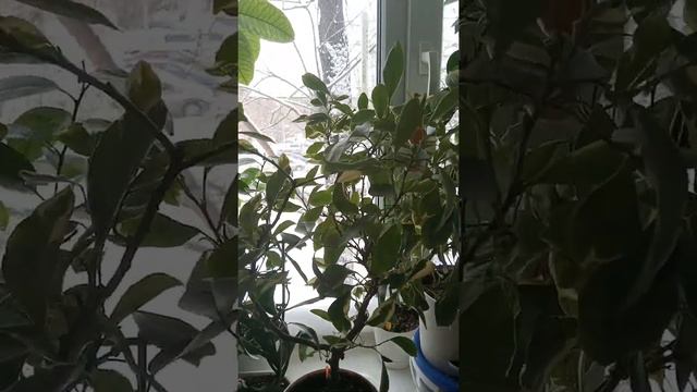 Каламондин вариегатный смотреть онлайн