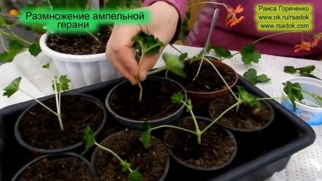 Размножение ампельной герани смотреть онлайн