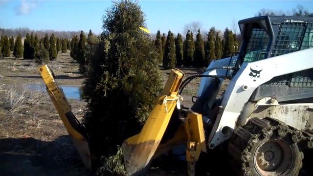 LCN Digging Thuja's And Shipping In Feb.