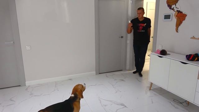 Скорая Помощь для ШЕРЛОКА. Батя спасает ЩЕНКА. Брос Шоу ПЕТ смотреть онлайн