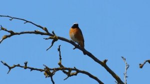 Пение обыкновенной горихвостки на рассвете