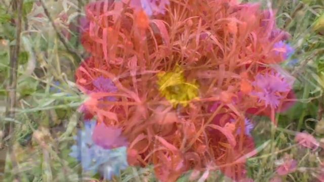 Цветы.Васильки.Москва. смотреть онлайн